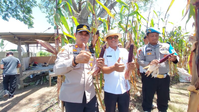 Kapolsek Mauk Panen Jagung Pertama Program Ketahanan Pangan Nasional