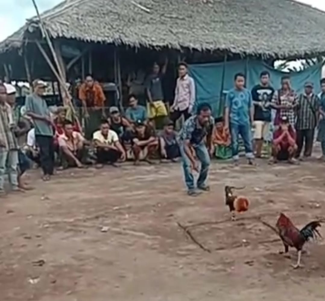 Judi Sabung Ayam Taji di Pelalangan Kotim Marak, Diduga Kuat APH Tidak Mampu Tangkap Para Pelaku