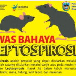 Musim Hujan Tiba, Waspada Ancaman Leptospirosis: Masyarakat Pacitan Diminta Tetap Siaga