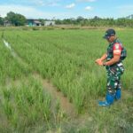 Peran Aktif Babinsa Koramil 07/Tewah Dampingi Petani Pantau Perkembangan Tanaman Padi
