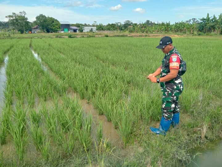 Peran Aktif Babinsa Koramil 07/Tewah Dampingi Petani Pantau Perkembangan Tanaman Padi