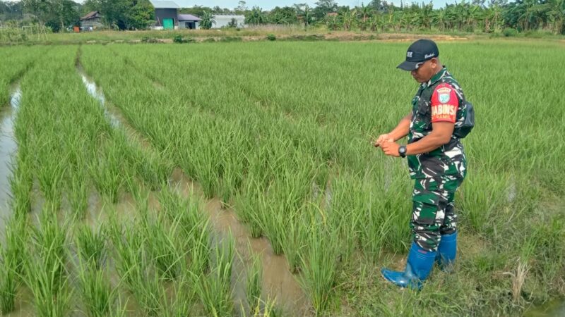 Peran Aktif Babinsa Koramil 07/Tewah Dampingi Petani Pantau Perkembangan Tanaman Padi