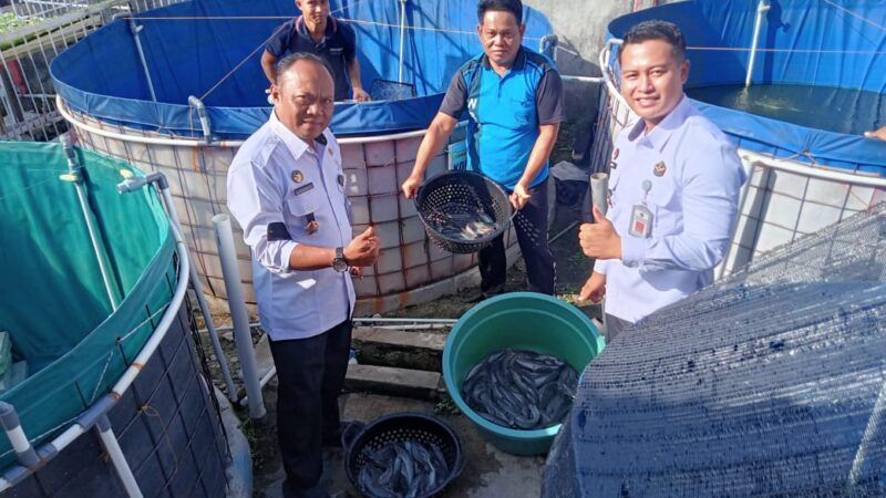 Panen Ikan Lele di Lapas Sampit