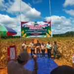Babinsa Koramil 1015-08/mth Sertu Suhardi Hadir Panen Jagung Perdana di PT AKPL Tajur Beras Estate