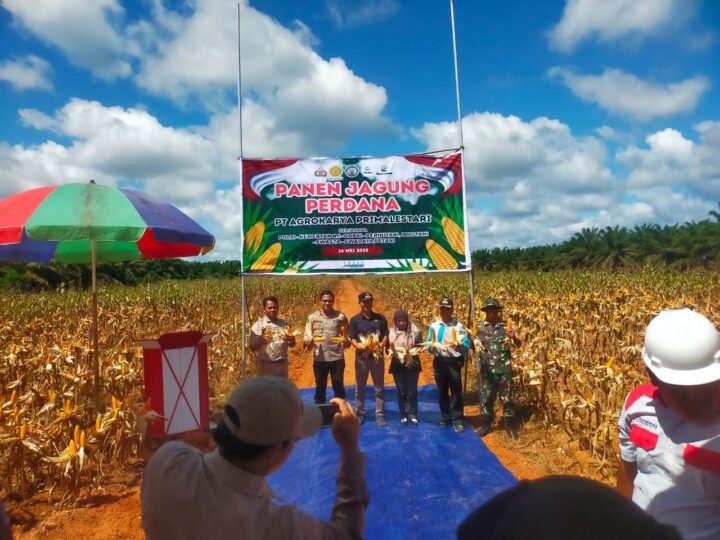 Babinsa Koramil 1015-08/mth Sertu Suhardi Hadir Panen Jagung Perdana di PT AKPL Tajur Beras Estate