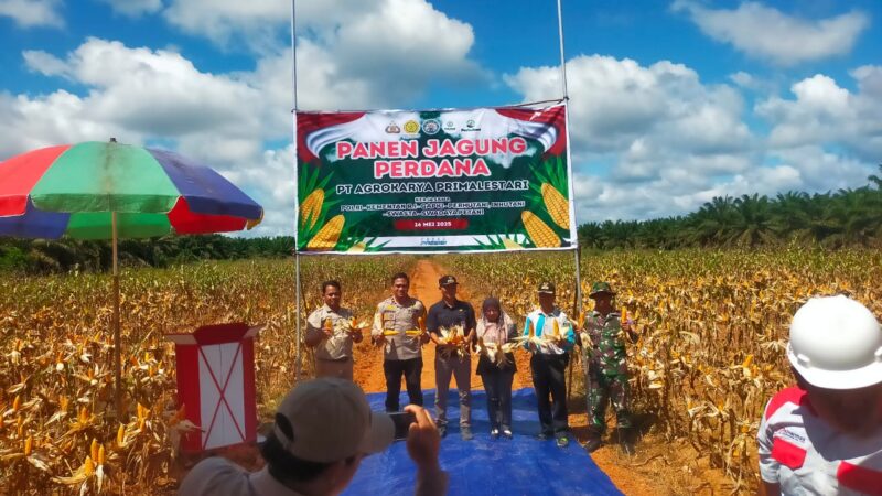 Babinsa Koramil 1015-08/mth Sertu Suhardi Hadir Panen Jagung Perdana di PT AKPL Tajur Beras Estate