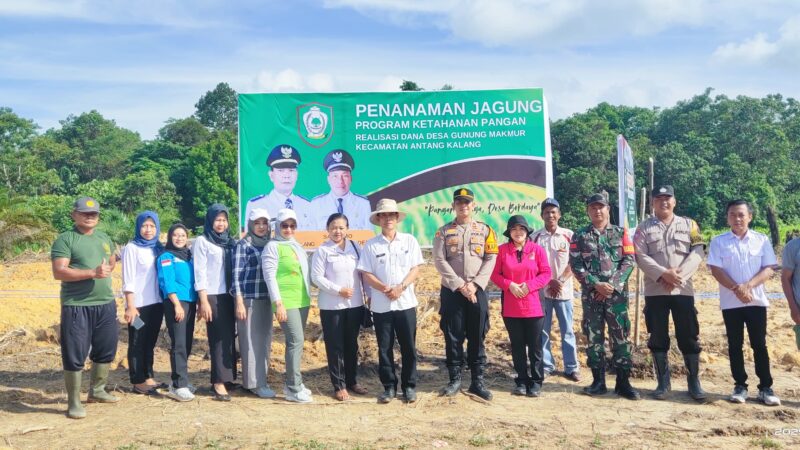 Babinsa Koramil 1015-08/Mentaya Hulu Hadiri Penanaman Jagung Di Wilayah