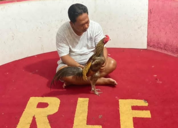 GEMAH Bongkar Dugaan Pemerasan Anggota DPRD DKI Untuk Judi Sabung Ayam