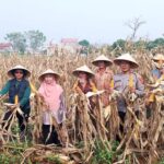 Polsek Rajeg Lakukan Panen Raya Jagung Hibrida Dalam Program Ketahanan Pangan