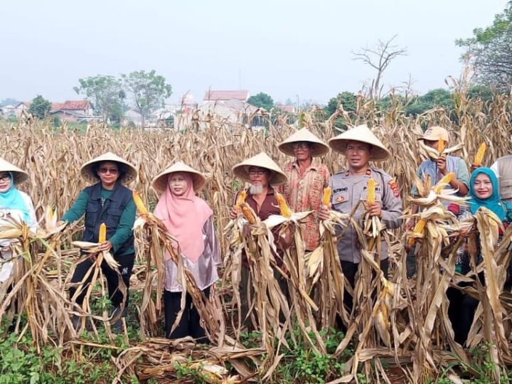 Polsek Rajeg Lakukan Panen Raya Jagung Hibrida Dalam Program Ketahanan Pangan