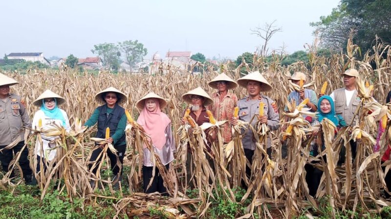 Polsek Rajeg Lakukan Panen Raya Jagung Hibrida Dalam Program Ketahanan Pangan