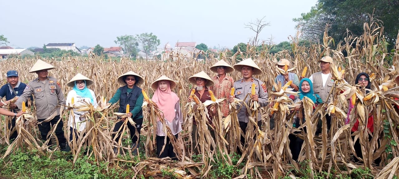 Polsek Rajeg Lakukan Panen Raya Jagung Hibrida Dalam Program Ketahanan Pangan
