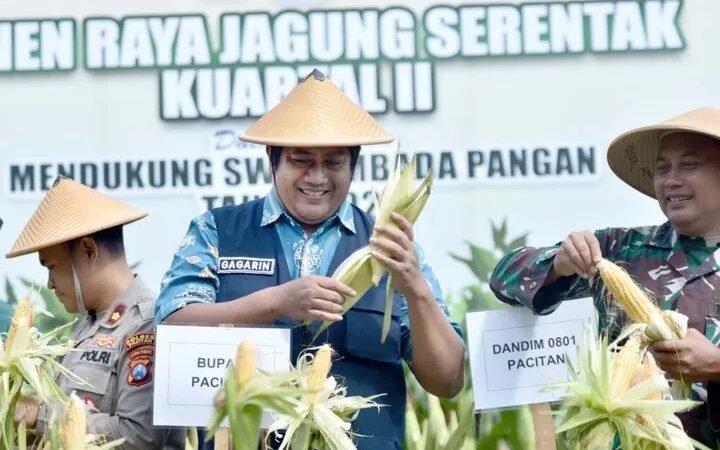 Giat Wakil Bupati Pacitan Gagarin Sumrambah Panen Raya Jagung di Kecamatan Arjosari.