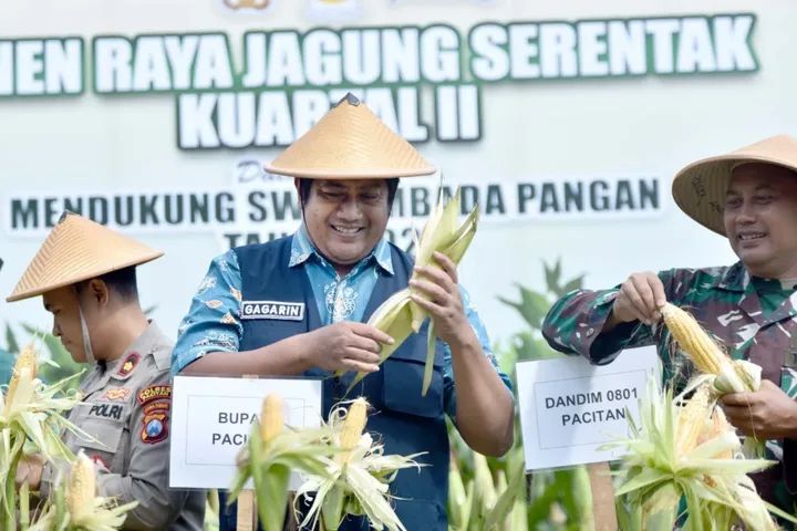 Giat Wakil Bupati Pacitan Gagarin Sumrambah Panen Raya Jagung di Kecamatan Arjosari.