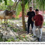 DPC PDI-P Deli Serdang Sembelih 2 Ekor Sapi Dan 2 Ekor Kambing Pada Idul Adha 1446 H