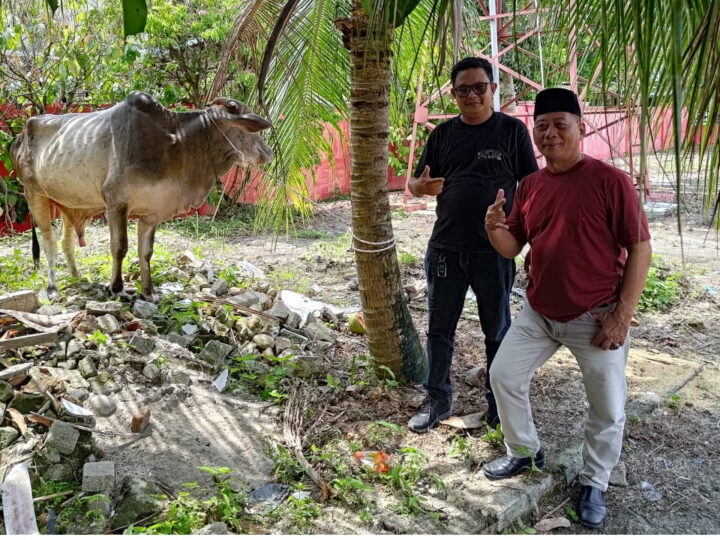 DPC PDI-P Deli Serdang Sembelih 2 Ekor Sapi Dan 2 Ekor Kambing Pada Idul Adha 1446 H