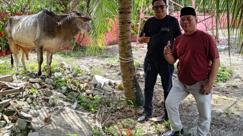 DPC PDI-P Deli Serdang Sembelih 2 Ekor Sapi Dan 2 Ekor Kambing Pada Idul Adha 1446 H