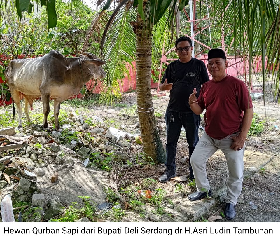 DPC PDI-P Deli Serdang Sembelih 2 Ekor Sapi Dan 2 Ekor Kambing Pada Idul Adha 1446 H