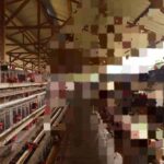 Dampak Dari Peternak Ayam Petelur, Warga Sekitar Mengeluhkan Bau Busuk Dari Kandang