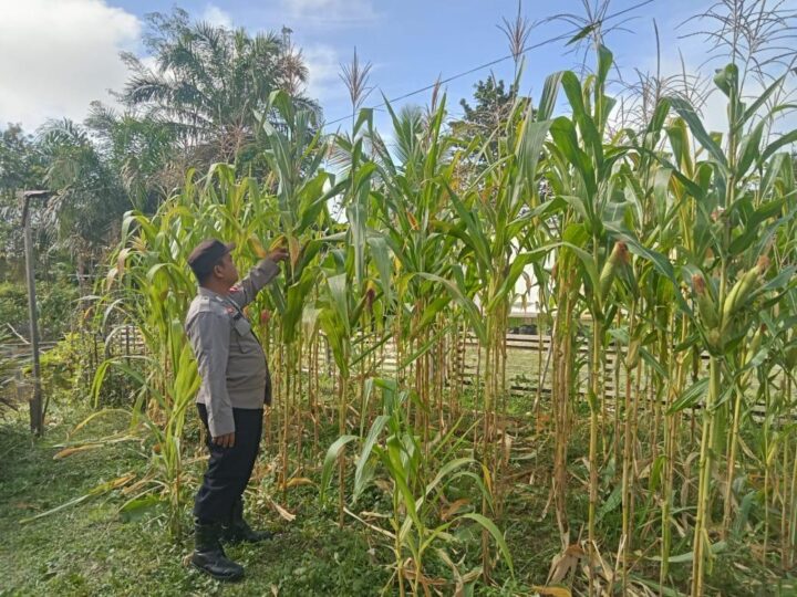 Mendukung Kebijakan Pemerintah untuk Swasembada Pangan dengan Pemanfaatan Pekarangan Warga.