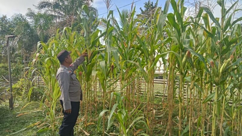 Mendukung Kebijakan Pemerintah untuk Swasembada Pangan dengan Pemanfaatan Pekarangan Warga.