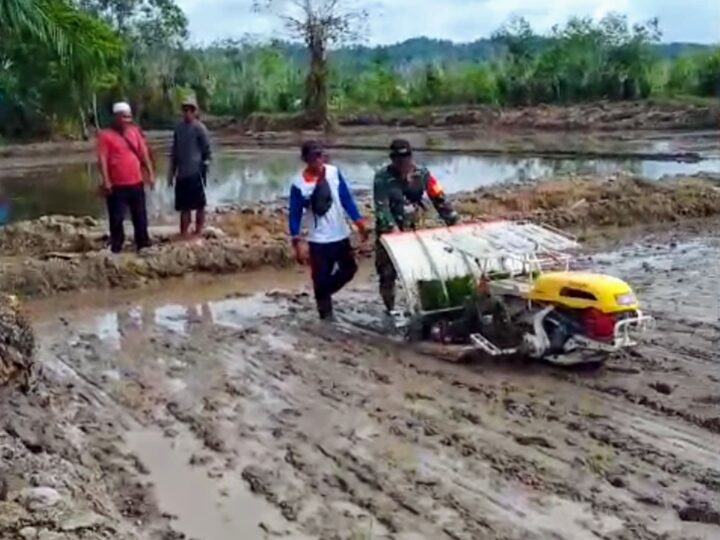 Babinsa Operasikan Transplanter Bantu Petani Tanam Padi di Kecamatan Tewah