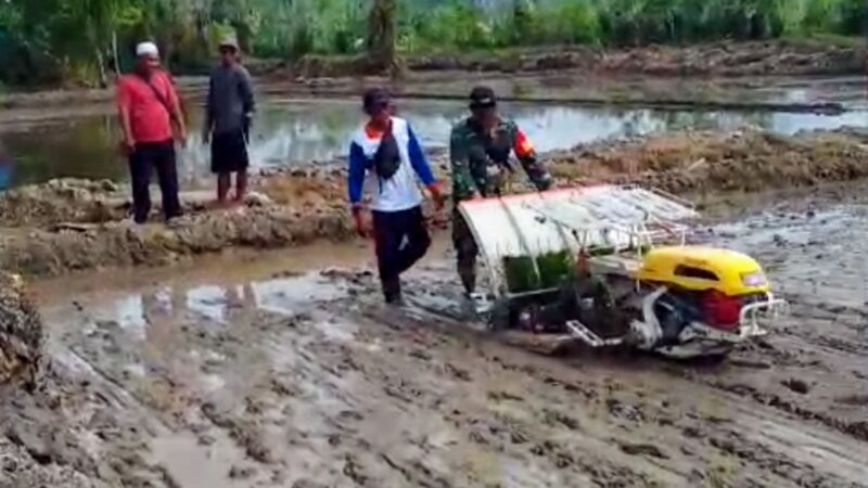 Babinsa Operasikan Transplanter Bantu Petani Tanam Padi di Kecamatan Tewah