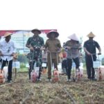 Bupati Dan Forkopimda Pacitan Tanam Jagung Mendukung Swasembada Pangan