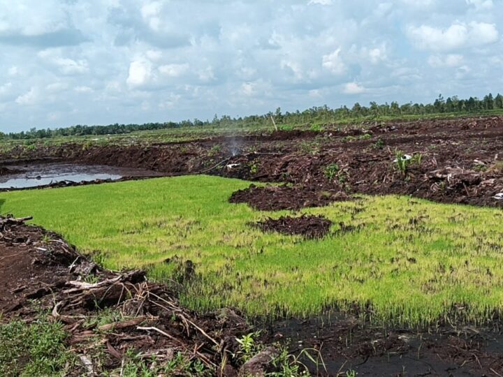 Dukung Ketahanan Pangan, Danramil Bersama Babinsa Bantu Warga Tanam Padi