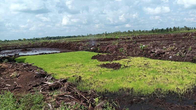 Dukung Ketahanan Pangan, Danramil Bersama Babinsa Bantu Warga Tanam Padi