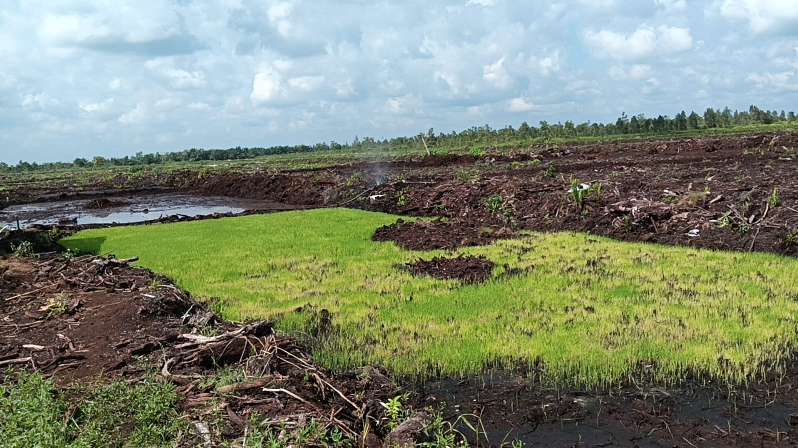 Dukung Ketahanan Pangan, Danramil Bersama Babinsa Bantu Warga Tanam Padi