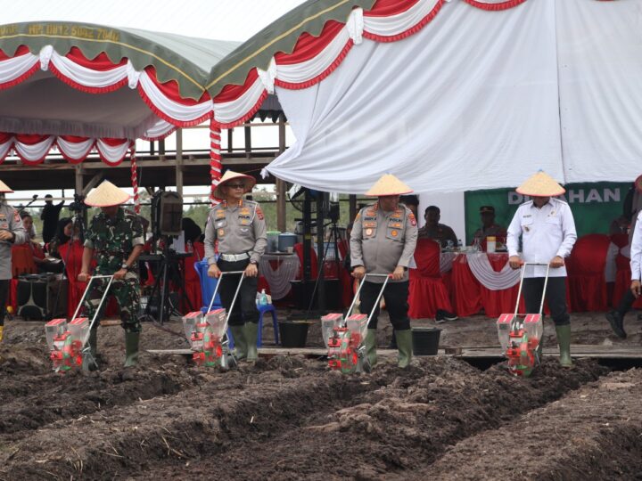 Kasdim 1016/Plk Hadiri Penanaman Jagung Serentak