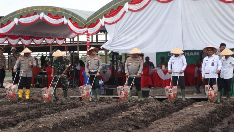 Kasdim 1016/Plk Hadiri Penanaman Jagung Serentak