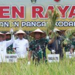 Panglima TNI Panen Raya Padi Seluas 80 Hektar, Dukung Program Ketahanan Pangan Nasional