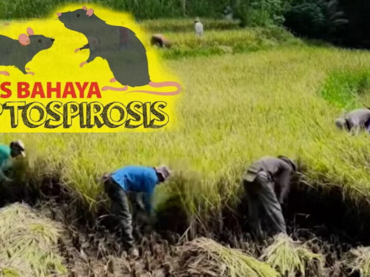 Profesi Petani Berisiko Terkena Leptospirosis dan Wajib Memakai APD Pada Musim Panen, 255 Orang Petani di Pacitan Sudah Terpapar.
