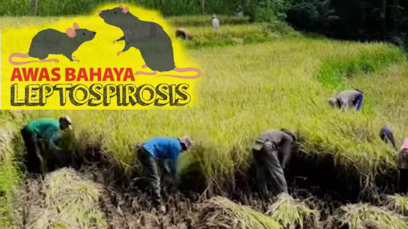 Profesi Petani Berisiko Terkena Leptospirosis dan Wajib Memakai APD Pada Musim Panen, 255 Orang Petani di Pacitan Sudah Terpapar.