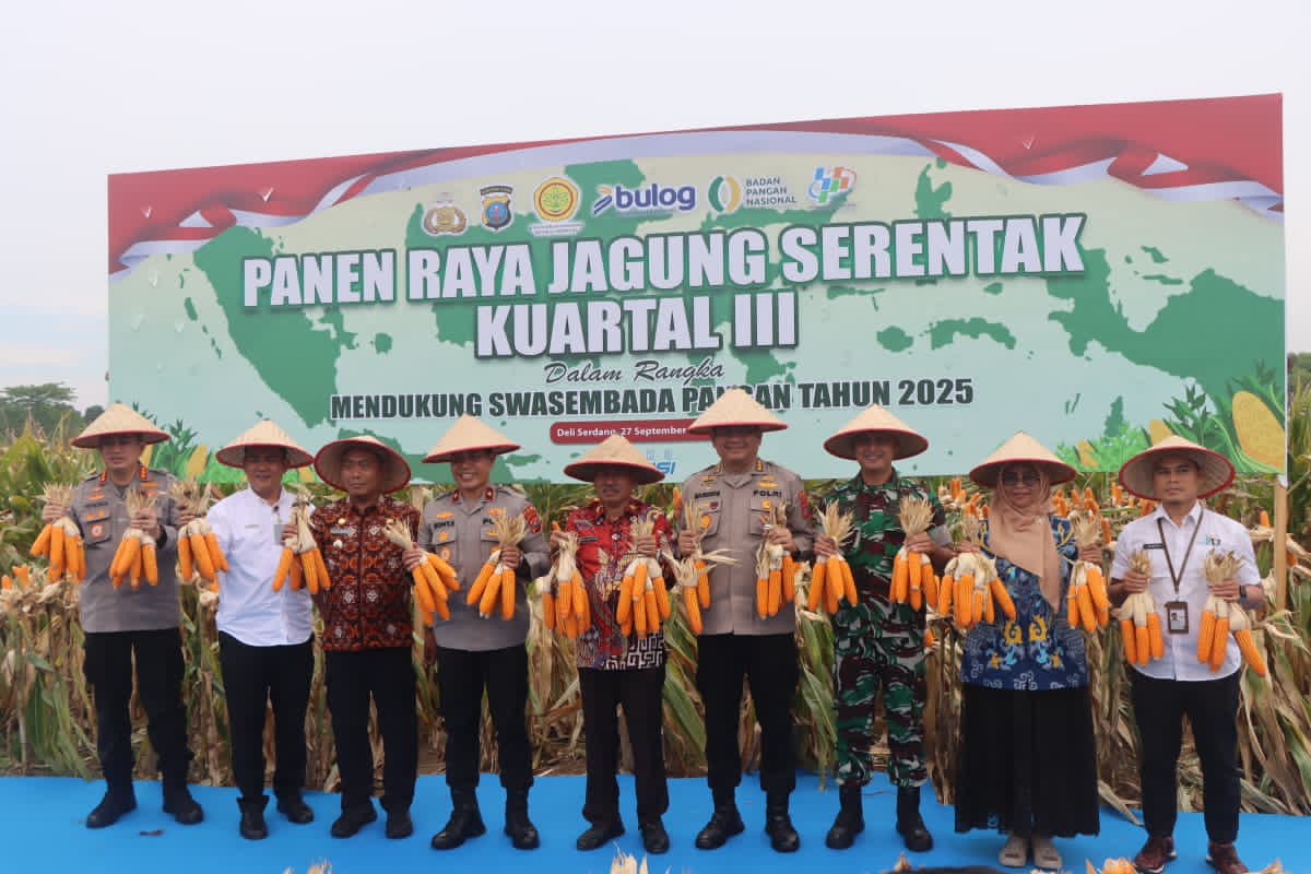 Dukung Ketahanan Pangan Nasional, Polresta Deli Serdang Gelar Panen Raya Jagung Kuartal III