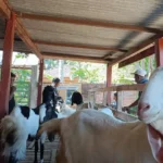 Pemkab Pacitan Salurkan Bantuan Ternak Senilai Rp 1,6 M, Untuk Kelompok Tani.