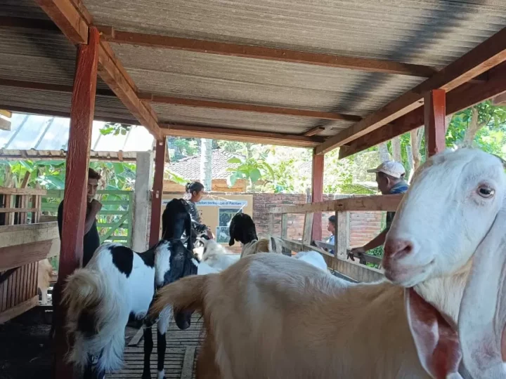 Pemkab Pacitan Salurkan Bantuan Ternak Senilai Rp 1,6 M, Untuk Kelompok Tani.