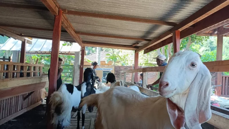 Pemkab Pacitan Salurkan Bantuan Ternak Senilai Rp 1,6 M, Untuk Kelompok Tani.