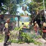Langkah Cepat Sudin Tamhut Jakarta Timur, Pangkas Pohon Rawan Tumbang di Jalan Supryadi Susukan