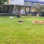 Pesona Hijau Como Park di Tengah Hiruk Pikuk Ibukota, Menjadi Destinasi Warga