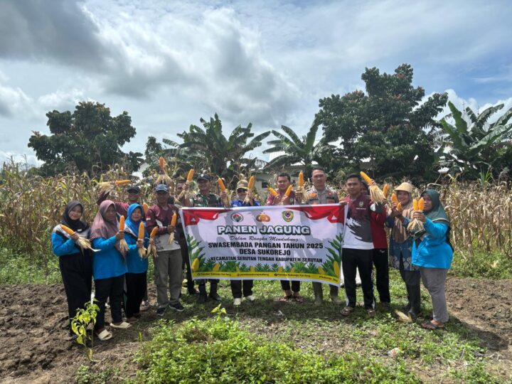 Sukseskan Swasembada Pangan Babinsa 1015-12/Seruyan Tengah Bersama Babinkamtibmas Bantu Panen Jagung