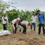 Polsek Parungpanjang: Tanam Jagung dan Serap Aspirasi Petani Desa Pingku