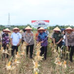 Panen Jagung di Bantar Panjang Buktikan Program Ketahanan Pangan Berjalan