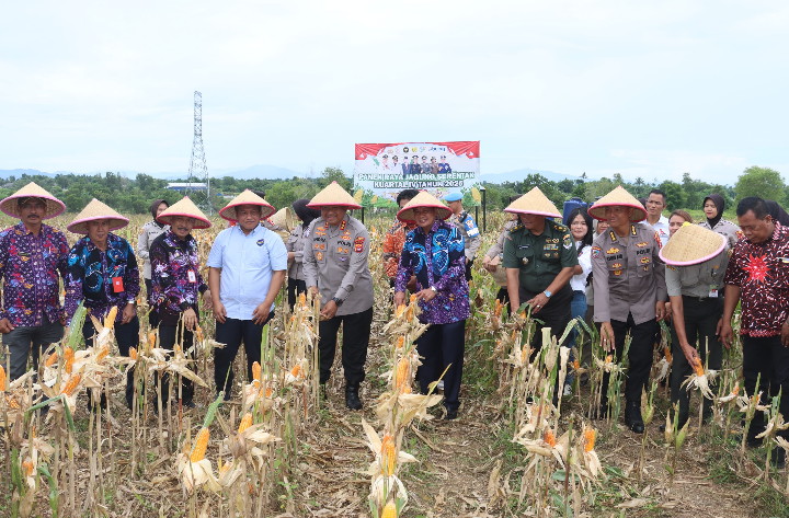 Panen Jagung di Bantar Panjang Buktikan Program Ketahanan Pangan Berjalan