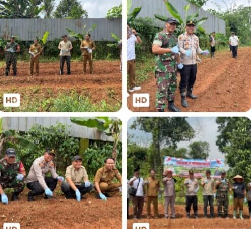 Polsek Tigaraksa Laksanakan Program Ketahanan Pangan Penanaman Jagung Hibrida 1 Desa 2 Hektar