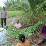POLSEK KUMAI BHABINKAMTIBMAS BANTU PETANI PANEN UBI