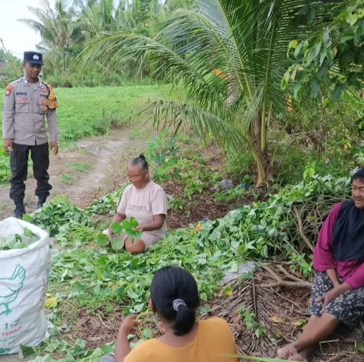 POLSEK KUMAI BHABINKAMTIBMAS BANTU PETANI PANEN UBI