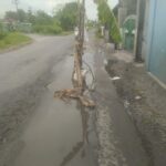 Protes Jalan Rusak, Warga Bangsri Sukodono Sidoarjo Tanam Pohon Pisang di Jalan Yang Telah Lama Berlubang